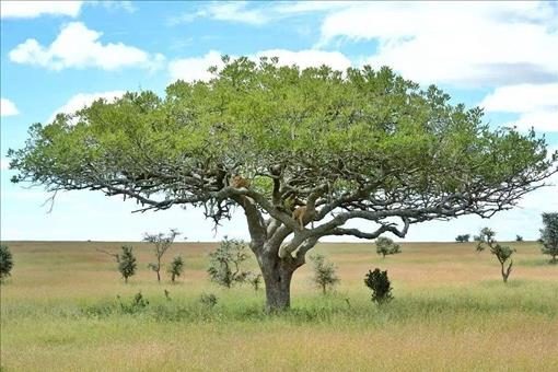 “能在人下为人,不在树下为树”这句话该如何理解?