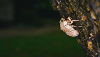 ​蝉的寿命七天 蝉只能活七天吗