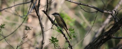 ​鸟类有哪些种类图片 鸟类有哪些种类名称