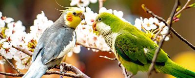 ​惊弓之鸟的寓意是什么 惊弓之鸟的含义