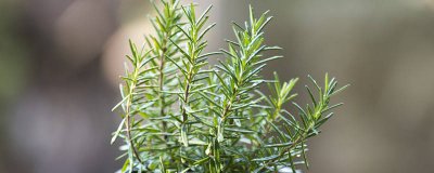 ​松香的作用与用途 焊接时松香的正确使用方法