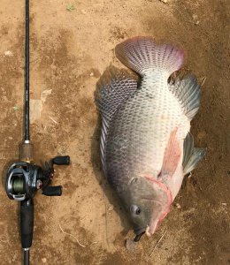 ​路亚适合于钓哪些鱼种（路亚钓适合钓什么鱼）