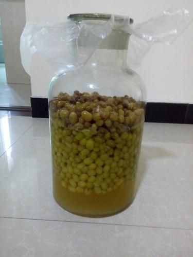 为什么煮过的酒又发酵