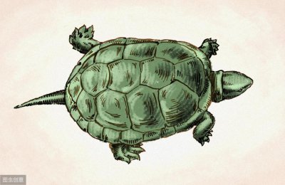 ​干养草龟变墨龟的技巧（草龟变墨龟的养成过程需要做什么）