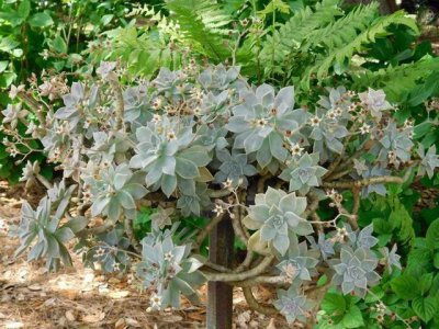 ​好看的多肉植物排行榜（好养又好看的多肉品种）