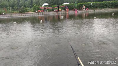 ​钓鱼的偷驴什么意思（这是一个黑坑钓鱼专用语）