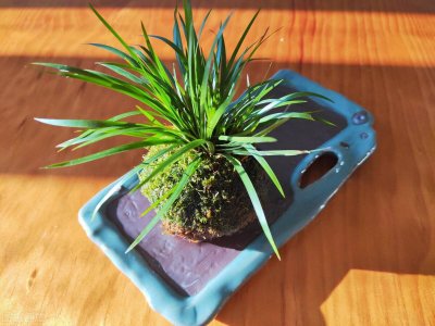 ​菖蒲是什么植物（野草菖蒲被称为有禅意的植物）