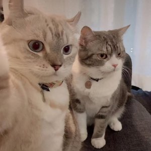 ​猫喜欢你的10种表现（猫的哪些行为是表达喜欢你）