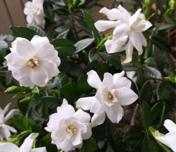 ​栀子花喜水还是喜干（家里养栀子花要知道它的栀“喜好”）