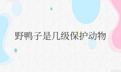 ​野鸭子是几级保护动物