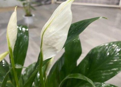 ​白掌叶子尖像烧焦了怎么解决