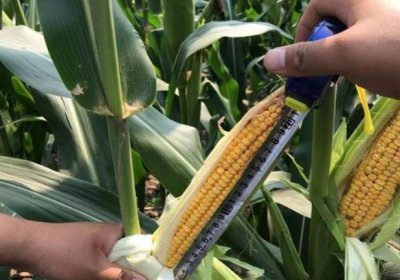 ​登海良玉99玉米种子怎么样？有什么特征特性？