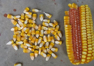 ​玉米种子哪个品种最好（稳产又高产的玉米品种推荐）