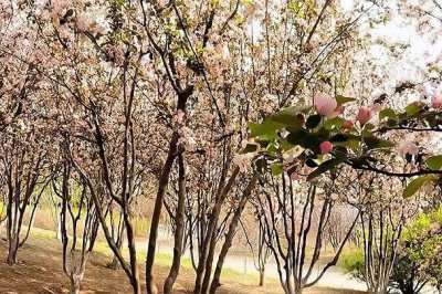 ​海棠树种院子什么方位风水好