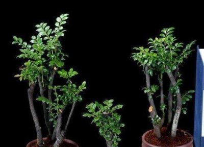 ​小叶紫檀盆景怎么养护长得好（小叶紫檀养殖方法和注意事项）