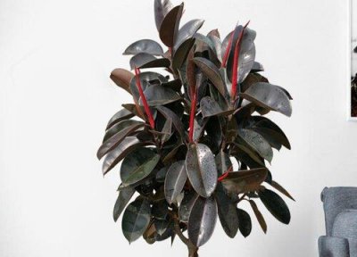 ​家里养的橡皮树寓意好吗？风水好吗？