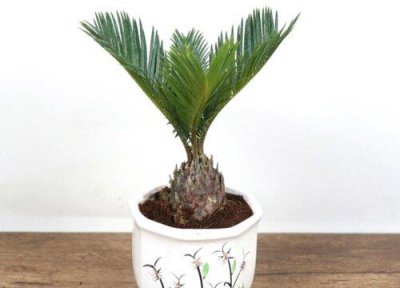 ​铁树放哪里最旺财（铁树摆放风水禁忌）