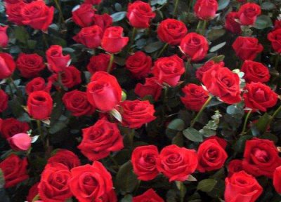 ​花的数量代表的含义（不同数量的花象征寓意不同）