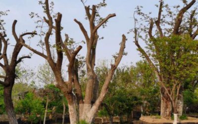 ​柿子树栽在家里什么位置最佳最旺运