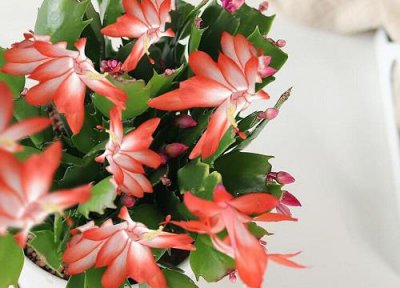 ​蟹爪兰最好的品种是什么花图片