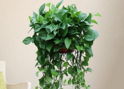 ​水培绿萝养鱼会缺氧吗