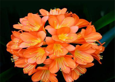 ​君子兰开花有什么兆头寓意（对风水有没影响）