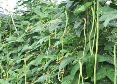 ​爬藤蔬菜瓜果有哪些品种及图片