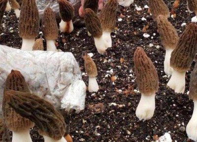 ​羊肚菌的人工种植环境要求及方法接受啊