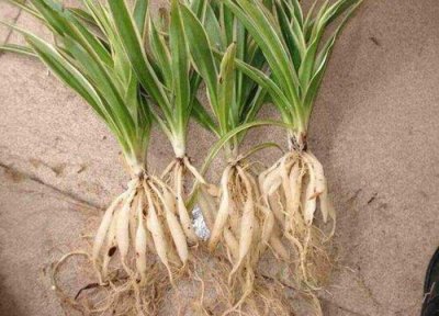 ​吊兰下面的胖根有什么用途（吊兰地下白胖的根块用处）