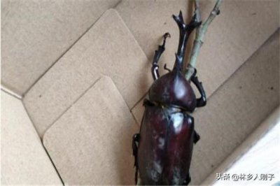 ​独角仙的生活特点是什么（独角仙属于益虫还是害虫）