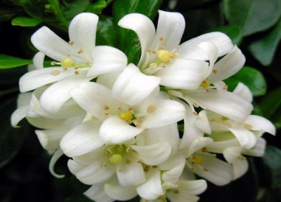 ​九里香花期几月份（家里养的九里香一年开几次花）