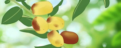 ​冬枣放几天会变甜吗