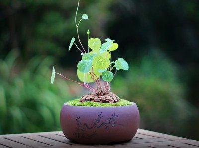 ​山乌龟哪个品种好看好养活又适合家养