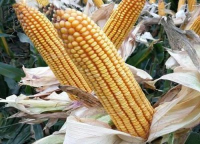 ​东单913与1331哪个高产（特征特性对比哪个品种好）