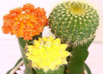 ​草木灰适合养什么花卉