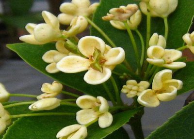 ​桂花直接插土里能不能活（桂花扦插的时间和方法）