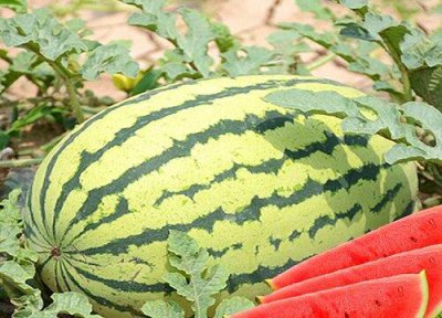 ​西瓜苗期用什么肥料比较好（不同时期所用的肥料不同）