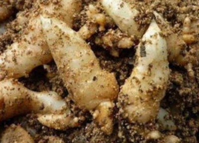 ​天麻什么地方产的最好