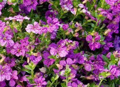 ​满天星品种和分类图片