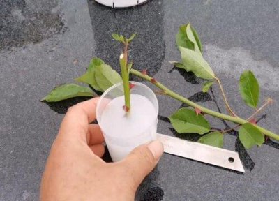 ​11月份可以嫁接月季吗（月季嫁接时间和方法）