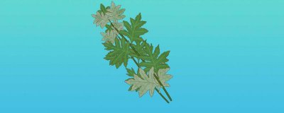 ​艾草和艾蒿有什么区别