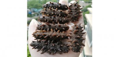 ​如何挑选海参,海参什么样的好