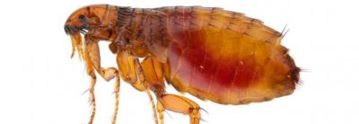 ​家里有跳蚤怎么办