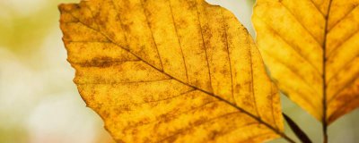 ​关于秋分的古诗