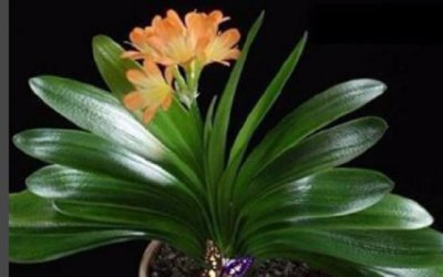 ​如何配置君子兰营养土