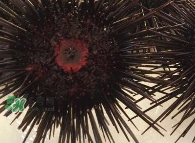 ​被海胆刺到怎么办？吃海胆对身体有什么好处