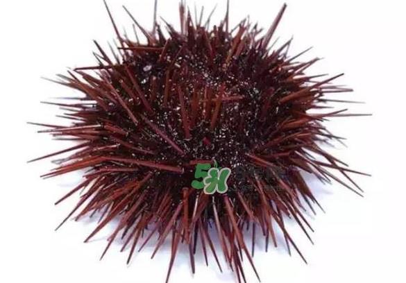 被海胆刺到怎么办？吃海胆对身体有什么好处