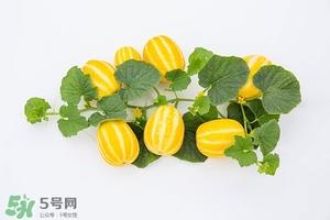 香瓜的功效与作用及禁忌 香瓜的功效与作用及食用方法