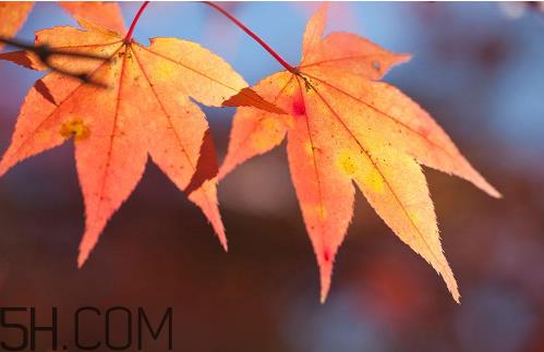 秋天犯困头晕怎么办？秋天吃什么补身体？