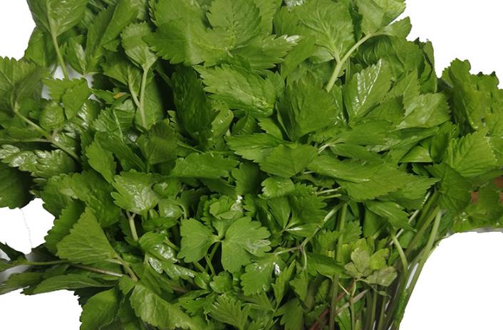 小叶芹怎么做好吃 小叶芹野菜有毒吗